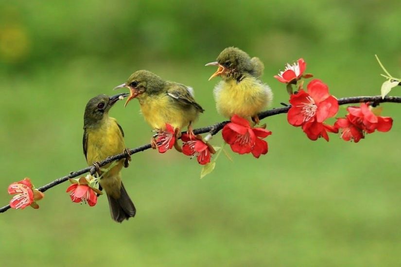a ballad of songbirds and snakes pdf