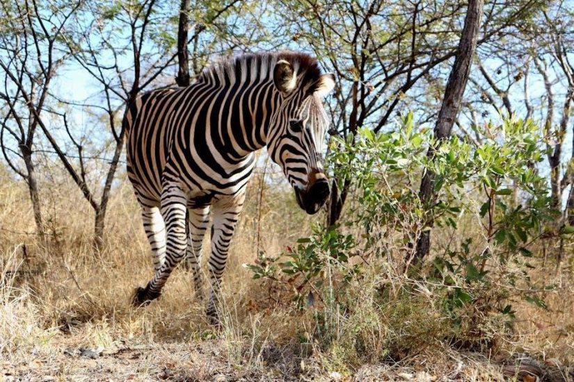 zebra ds2278 manual